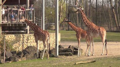 list  zoos  animal parks  belgium  lajjaish travel blogger belgium