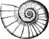 Shell Sketch Drawing Sea Nautilus Pattern Animal Getdrawings Spiral Ocean Book Underwater Artst sketch template