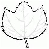 Coloring Maple Striped Rowan Leaf sketch template