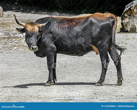 aurochs   stock photo image  milk grass farm