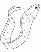 Coloring Pages Eel Animals Sea Printable sketch template