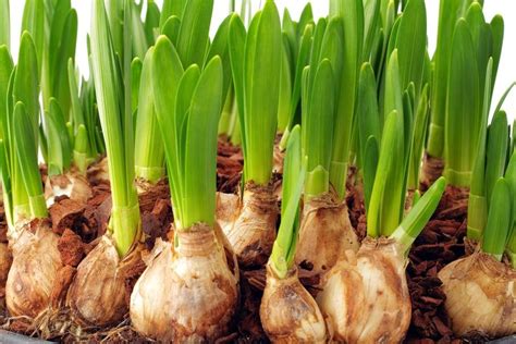 site verification planting onions bulbs   plant bulbs