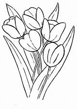 Coloring Tulips Pages Bunga Farm Tulip Growing Drawing Gambar Template Choose Board Flower sketch template