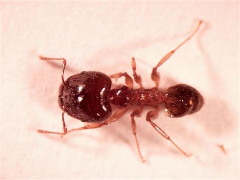 african big headed ant csiro