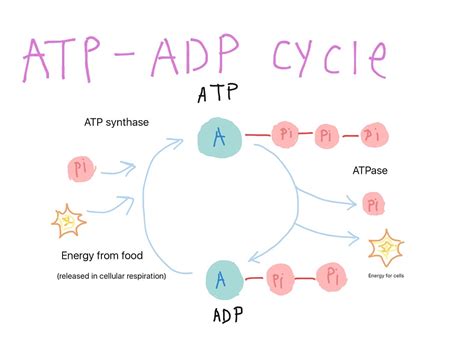 atp  adp cycles science showme