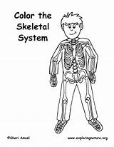 Skeletal sketch template