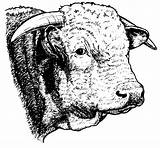Hereford Clip Library Herefords Family Archived sketch template