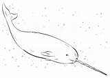 Narwhal Coloring Pages Drawing Draw Printable Drawings Whales Step Realistic Kids Tutorial Animals Ocean Outline Animal Paper Categories Sea sketch template