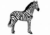 Zebra Coloring Pages Books sketch template