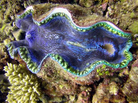 Clam Fact Of The Day The Giant Clam Is The World S Largest Species Of