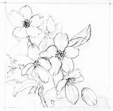Cherry Blossom Drawing Flower Blossoms Flowers Drawings Pencil Sakura Clipart Tattoo Library Outline Deviantart Botanical Getdrawings Illustration Wallpaper Visit Floral sketch template
