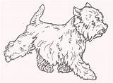 Terrier Highland West Westy 2e sketch template