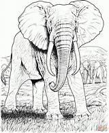 Ausmalbilder Elefant Elefanten sketch template