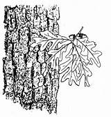 Oak Drawing Tree Line Bark Selecting Basketry Getdrawings Drawings Paintingvalley sketch template