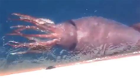 giant squid filmed  russian sailors     eat  catch ibtimes uk