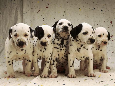 cute dalmatian puppy pictures