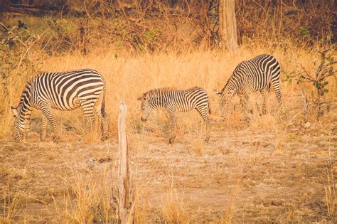 reisjunk safaris met overnachtingen op de zambiaanse savanne