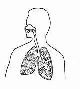 Coloring Respiratory System Clipart Line Library Popular sketch template