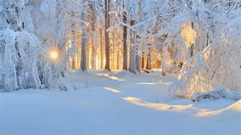 sunrise winter nature forest snow landscape trees sun rays white cold sunlight frost