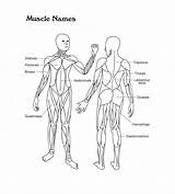 Muscular System Skeletal Map Homeschooling 3rd Coloringhome Kidney Modernheal Momjunction sketch template