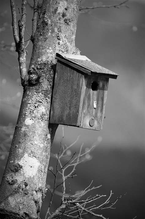 rustic bird house black  white photograph  roy chen campbell