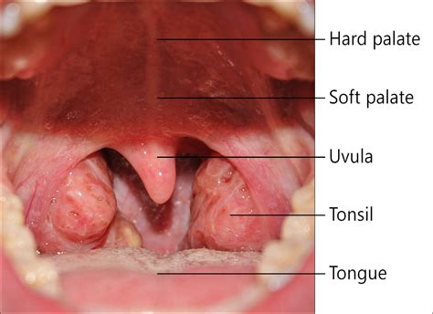 throat anatomy throat parts pictures healthhypecom