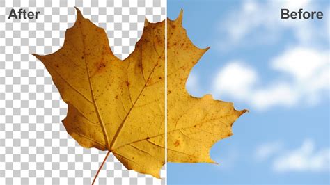 leaf isolated   background sample project skillshare student project