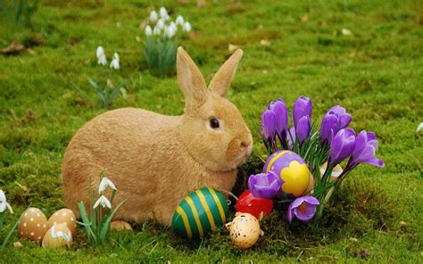 Pagan Roots Of Easter Bunny — Steemit