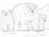 Cubs Colorear Oso Cub Orso Polare Osos Disegno Bears Endangered Disegnare Stampare sketch template