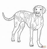 Mastiff Bullmastiff sketch template