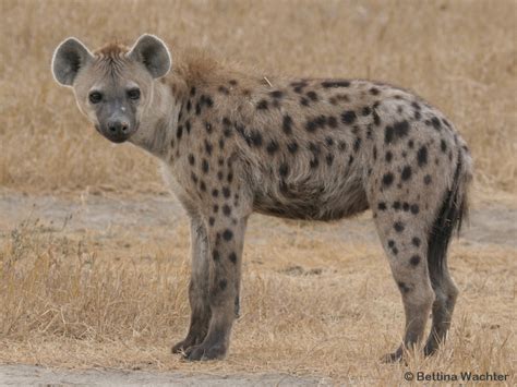 ngorongoro hyena project