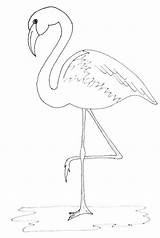 Flamingo Drawing Outline Simple Painting Pattern Coloring Draw Flamingos Print Justpaintitblog Friday Paint Pages Template Pink Color Kids Decor Drawings sketch template