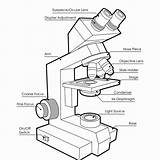 Microscope Answer Worksheet Drawing Template Coloring sketch template