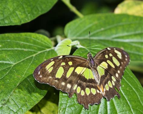 Malachite Butterfly Identification Facts And Pictures