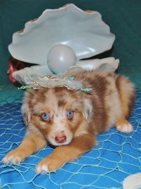 Shamrock Rose Aussies Update We Have Puppies Born 5 3 16 Out Of