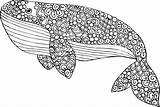 Baleine Wal Dolphins Requin Kidspressmagazine Orca Articolo Praxis Integrative Lerntherapie Patchwork sketch template