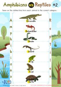 amphibians  reptiles worksheet   grade kids preschool