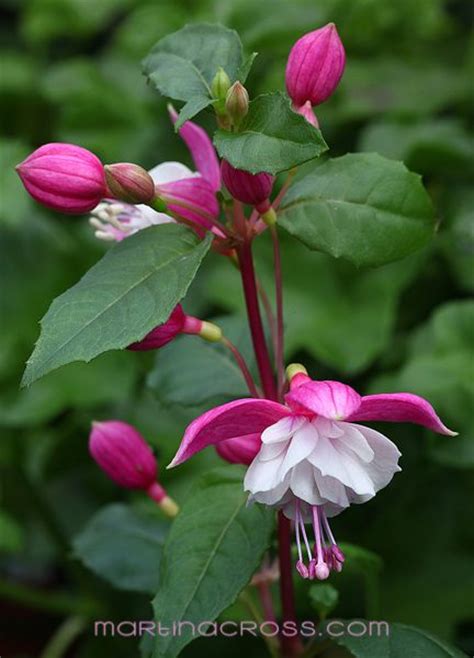 17 best images about all things fuschia on pinterest flower fairies