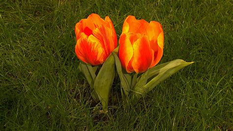 tulpe tulipa im pflanzenlexikon gartennaturcom