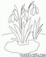 Coloring Snowdrops Kids Imbolc Colorkid sketch template