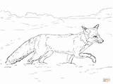 Coloring Fox Pages Tundra Red Realistic Animals Printable Drawing Snow Coyote Colouring Walking Arctic Animal Kids Nature Color Easy Snowshoe sketch template