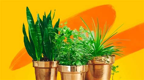 the secrets to keeping indoor plants alive abc life