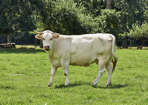 exceptional cattle breeds