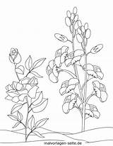 Pflanzen Malvorlage Ausmalbilder Malvorlagen Kostenlose Blühende Grafik Blüten Großformat Blütenpflanze sketch template