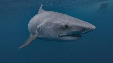 Shark Week 2021 Every New Special Airing And Streaming This July – Delco