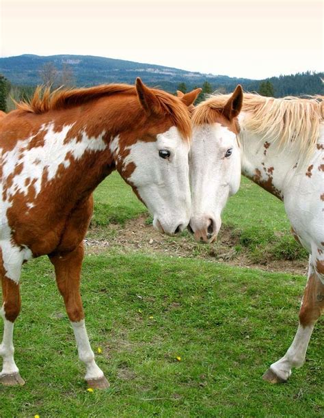 horses wallpapers top wallpapers