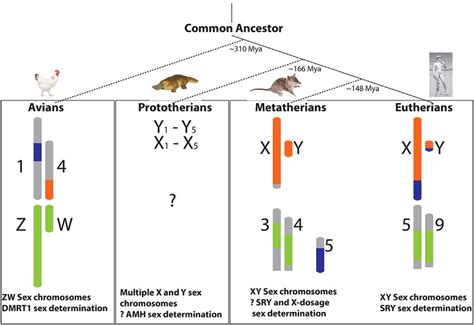 Evolution Of Mammalian Sex Chromosomes And Sex Determination Systems