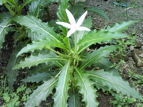 fungsi tanaman herbal manfaat tanaman obat ki tolod