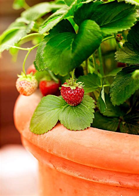 grow strawberries  homes gardens