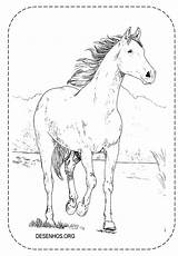 Colorir Cavalos Realistas Cavalo Realista Trouxemos Imprima sketch template